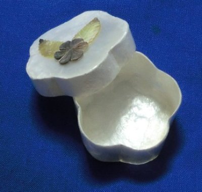 画像2: 貝の宝石箱