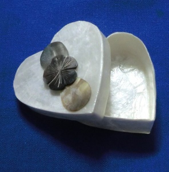 画像1: 貝の宝石箱 (1)